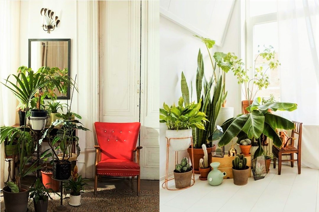 Indoor Plants Decoration Ideas, How To Decorate The Living Room With Plants