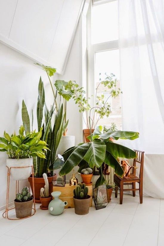 7 Different Way To Indoor Plants Decoration Ideas In Living Room