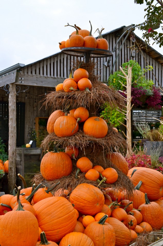 24 Indoor & Outdoor Tree Halloween Decorations Ideas