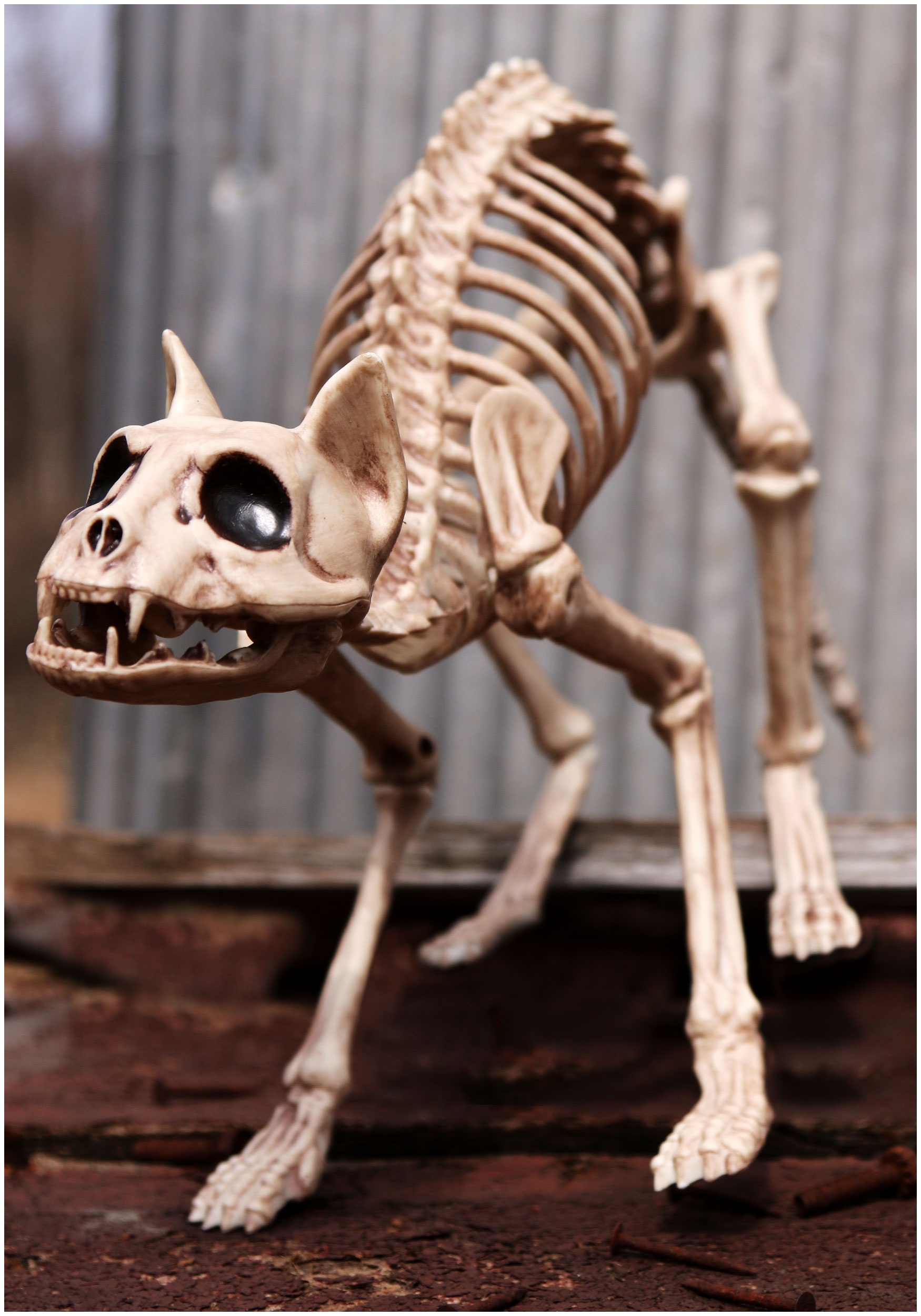 Indoor Outdoor Halloween  Skeleton  Decorations  Ideas