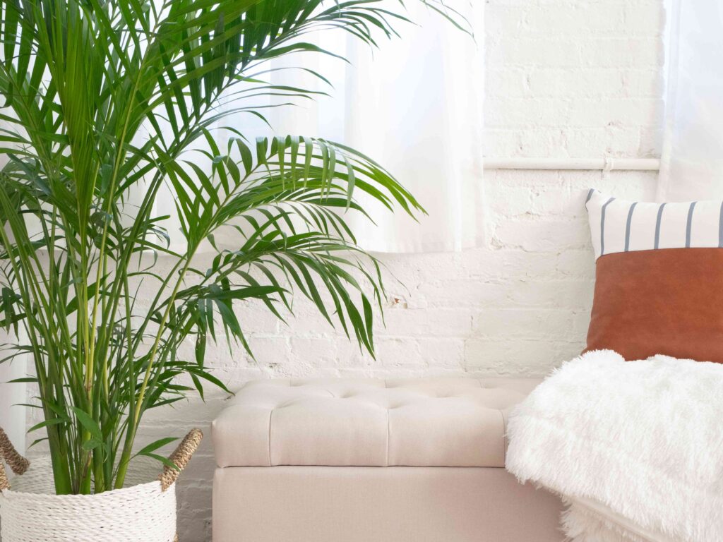Areca Palm Bedroom Plants Decor Ideas