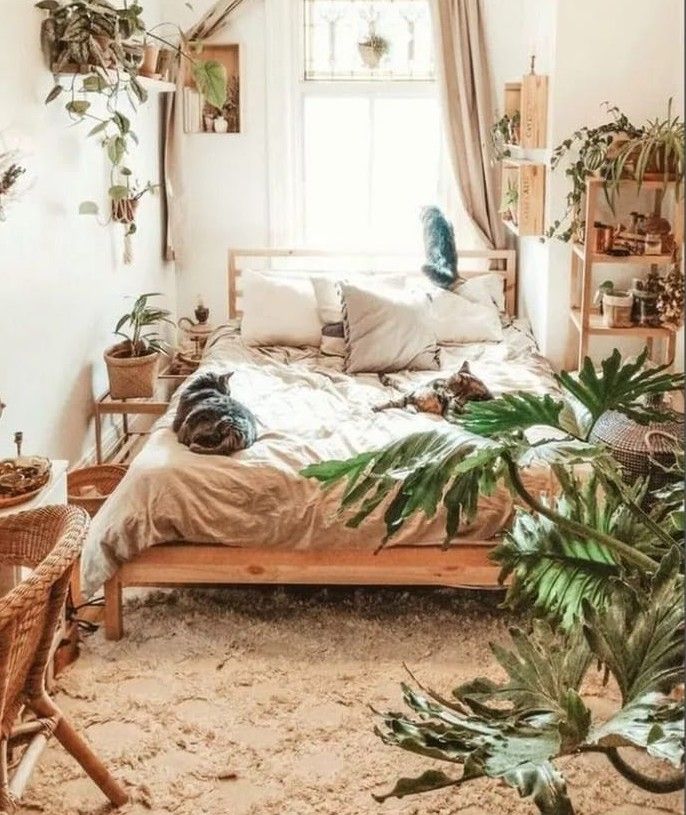 Chinese Evergreen Bedroom Plants Decor Ideas