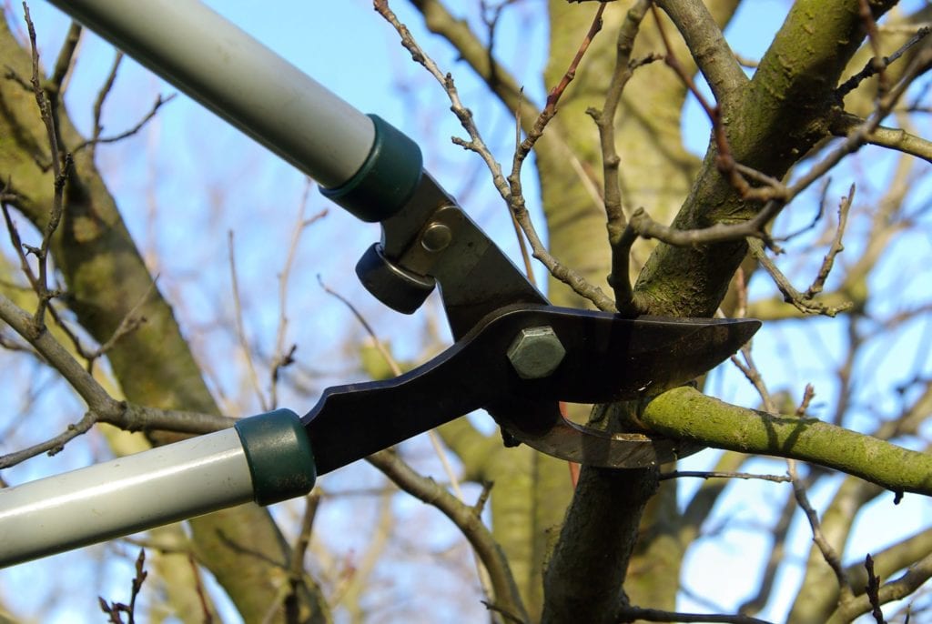 Arborist to Help You with Tree Pruning