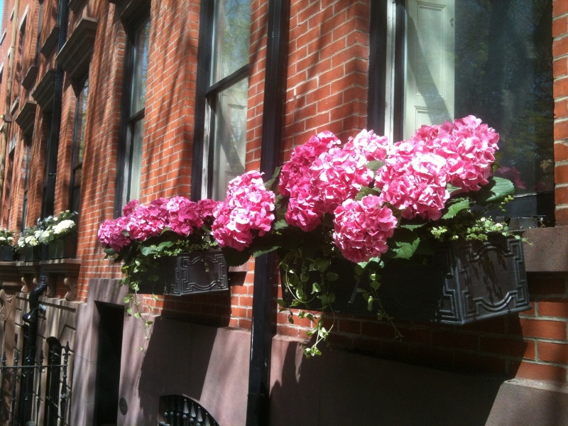 Flower Window Boxes