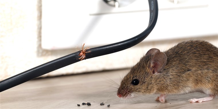 How Do Electronic Mouse Repellents Work? » Residence Style