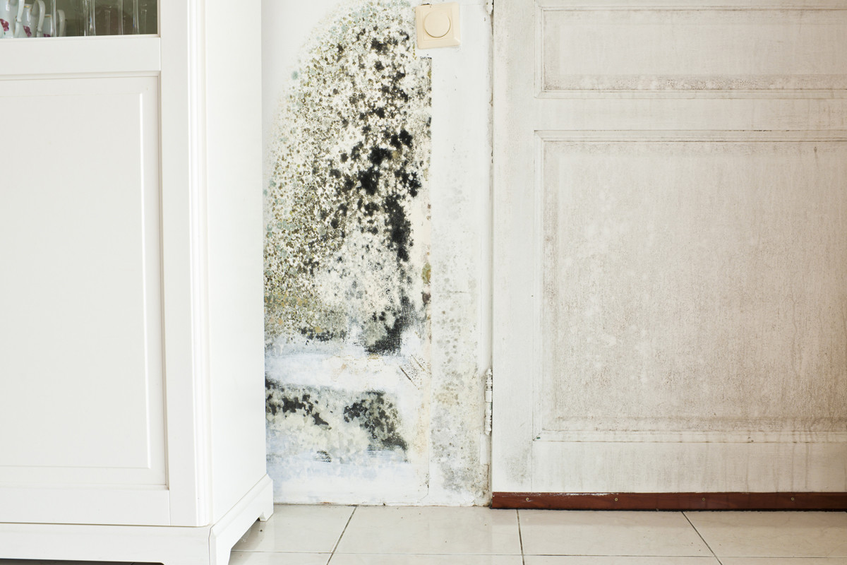 House Has Mold
