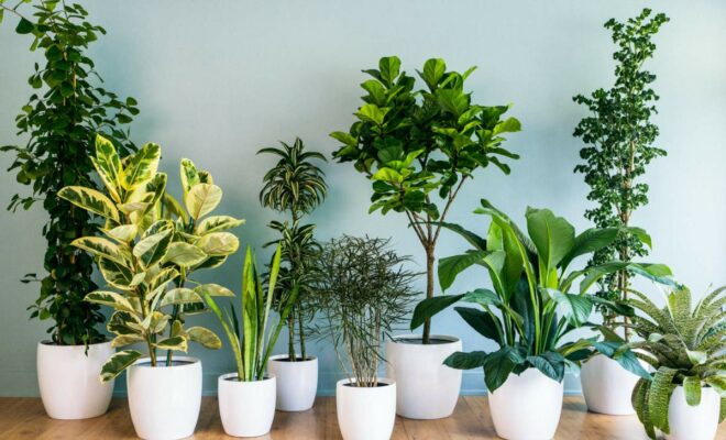 Indoor Plants