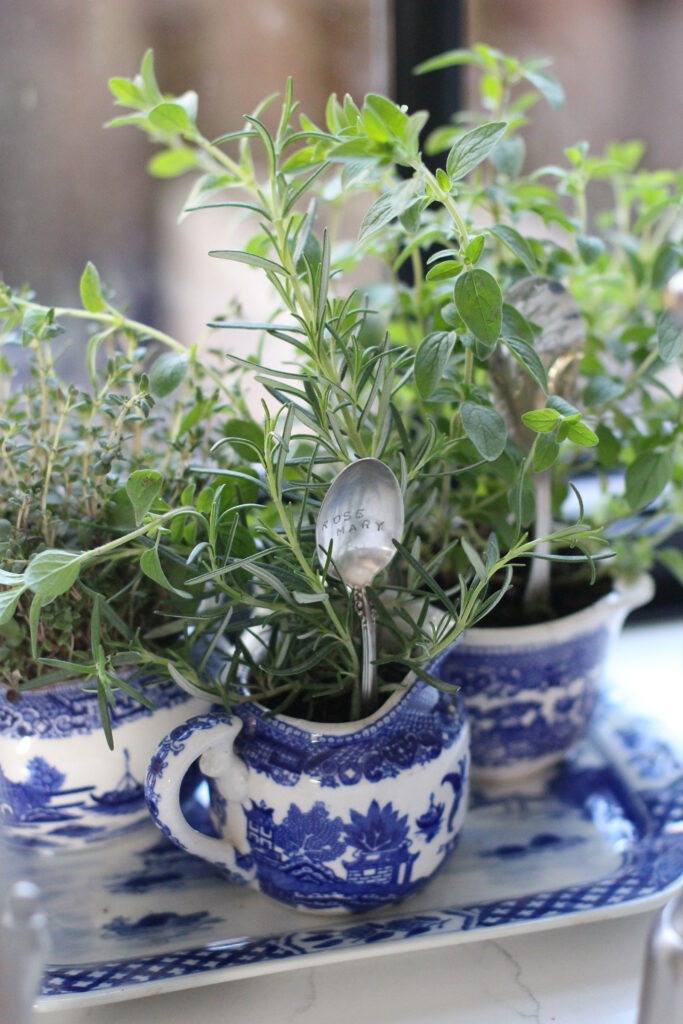 Kitchen Teacup Herb
