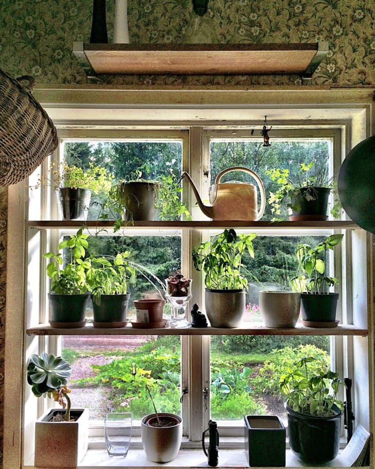 Kitchen plant near window