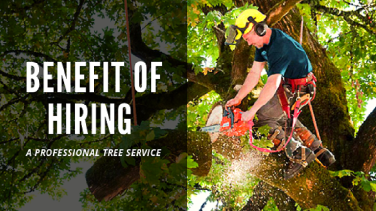 Benefit of Hiring a Professional Tree Service