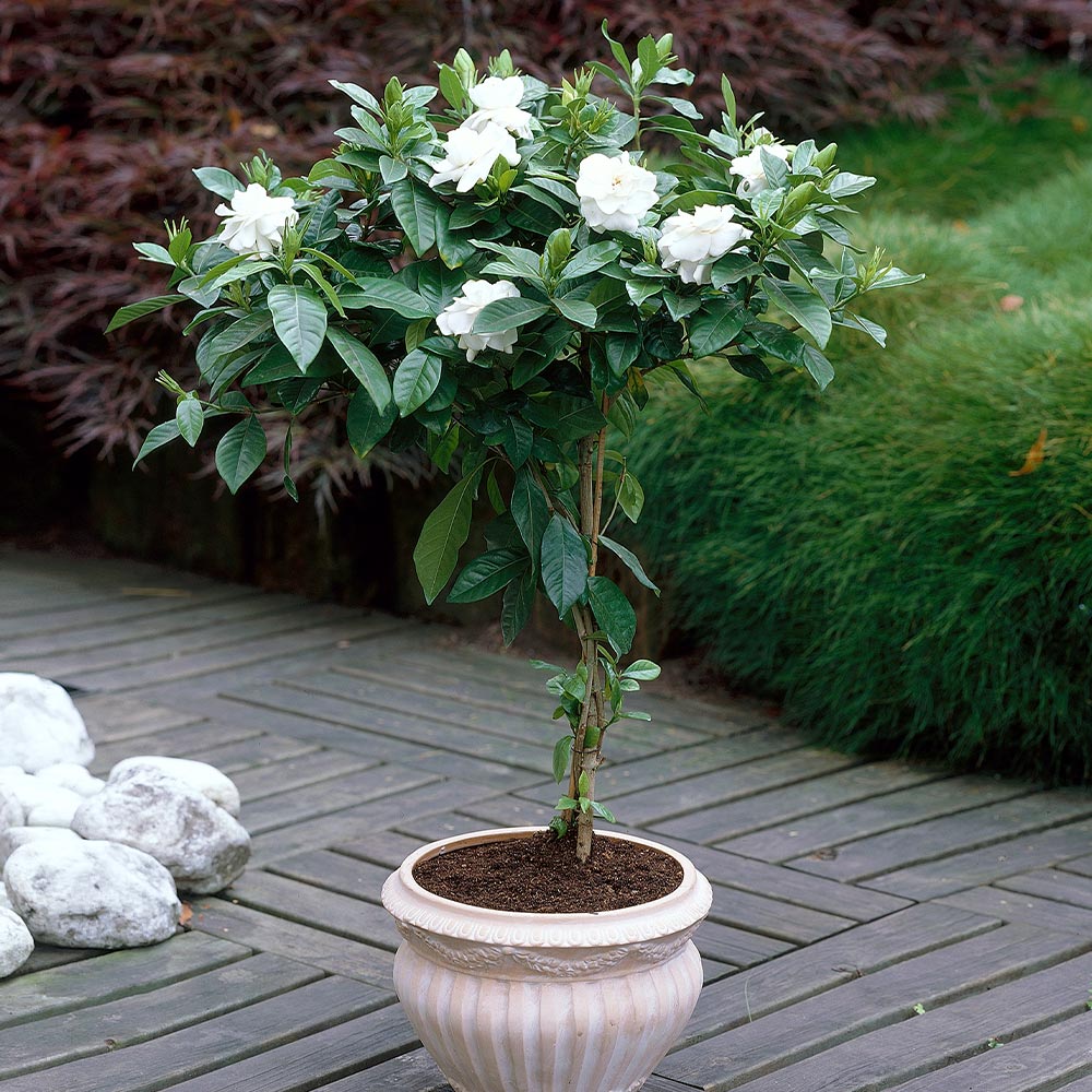 Gardenia Plant