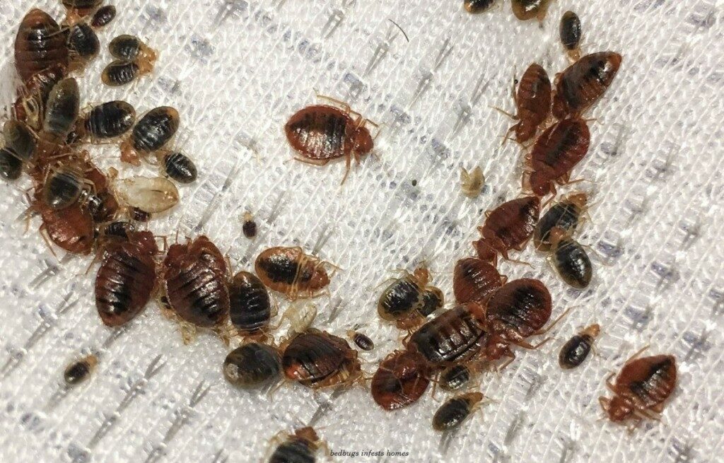 Bed Bugs Invasion