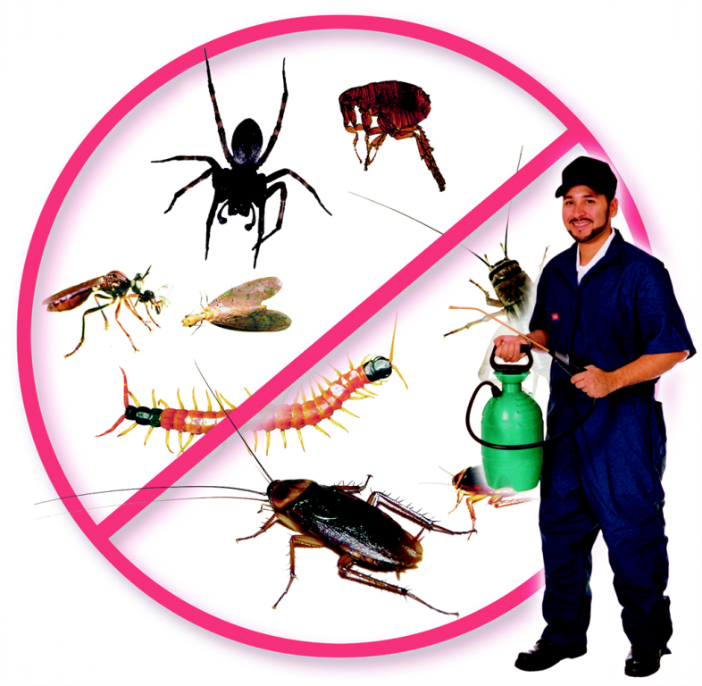 Pest Control – Action Pest Exterminating