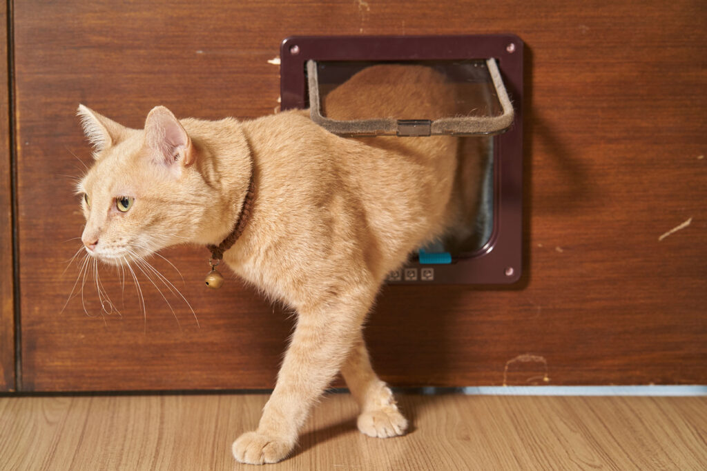 Ginger-cat-walking-through-cat-flap