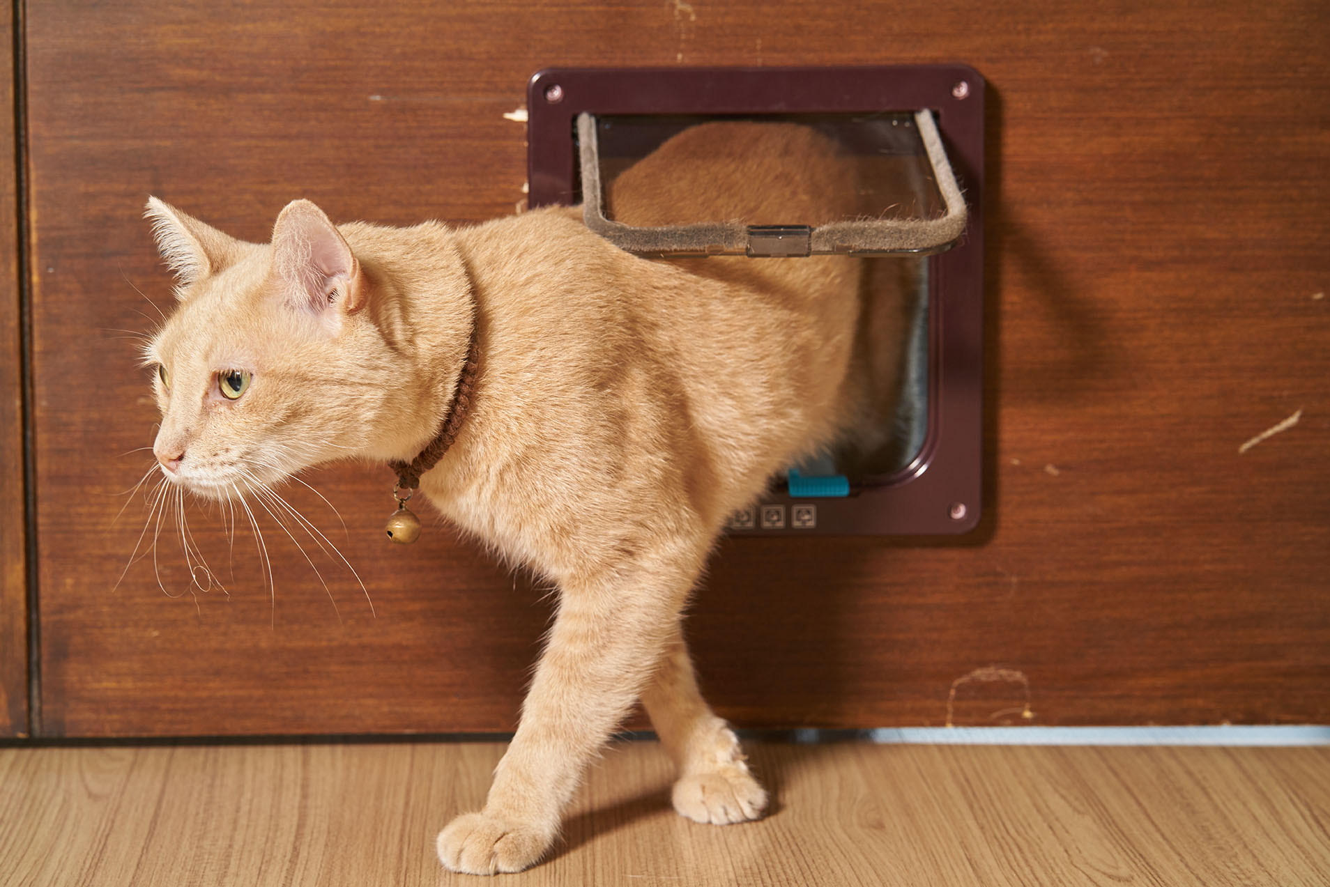 Ginger-cat-walking-through-cat-flap