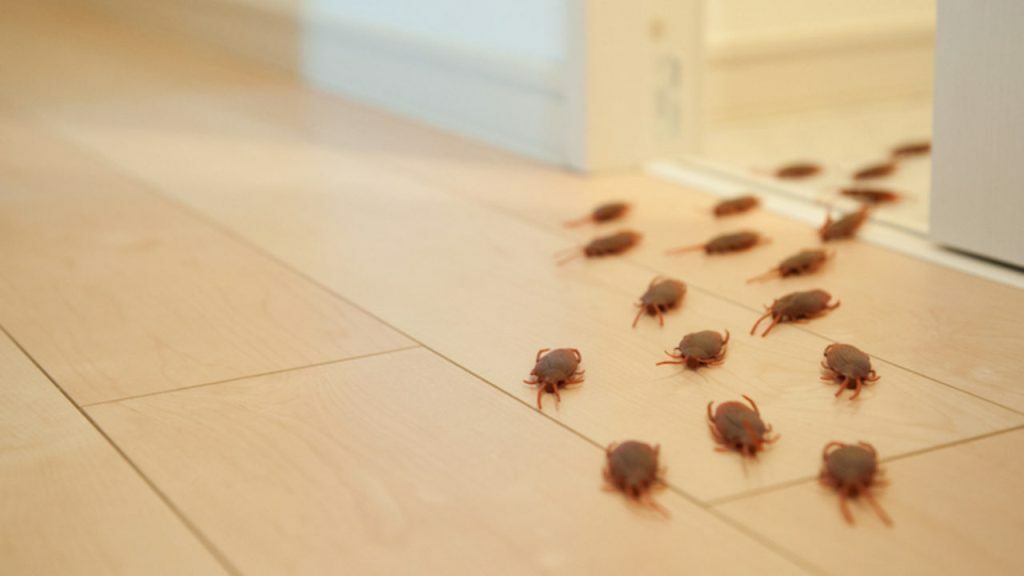 Pest Infestation at Home
