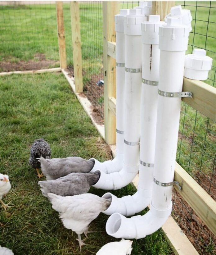 Why Do You Need a Chicken Feeder and How to Choose one? » Residence Style