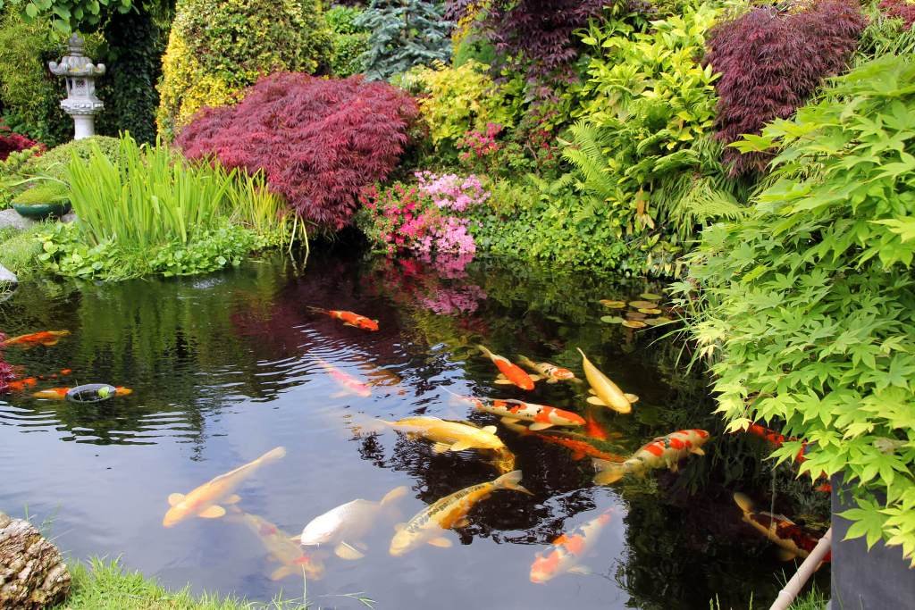 The Advantages of Having Water Garden » Residence Style