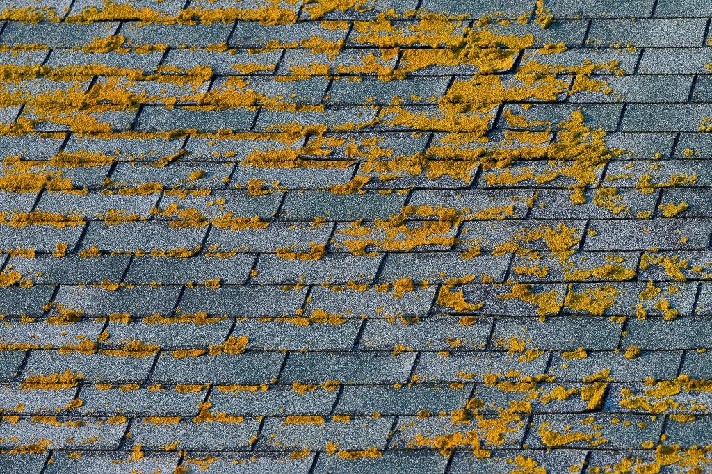 Removing Mold from Your Roof
