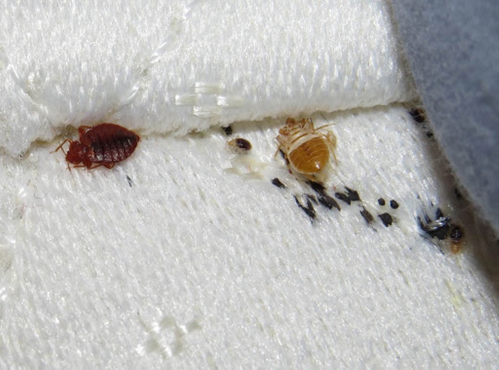 Deal with Bed Bugs Effectively