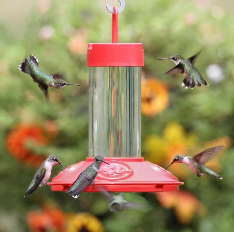How to Keep Bees Away From Hummingbird Feeders?