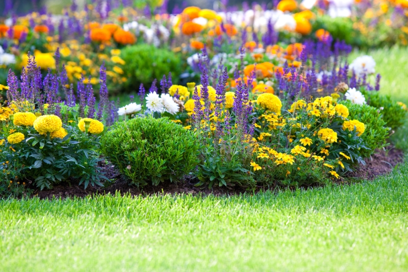 Spring Flowers for Your Garden