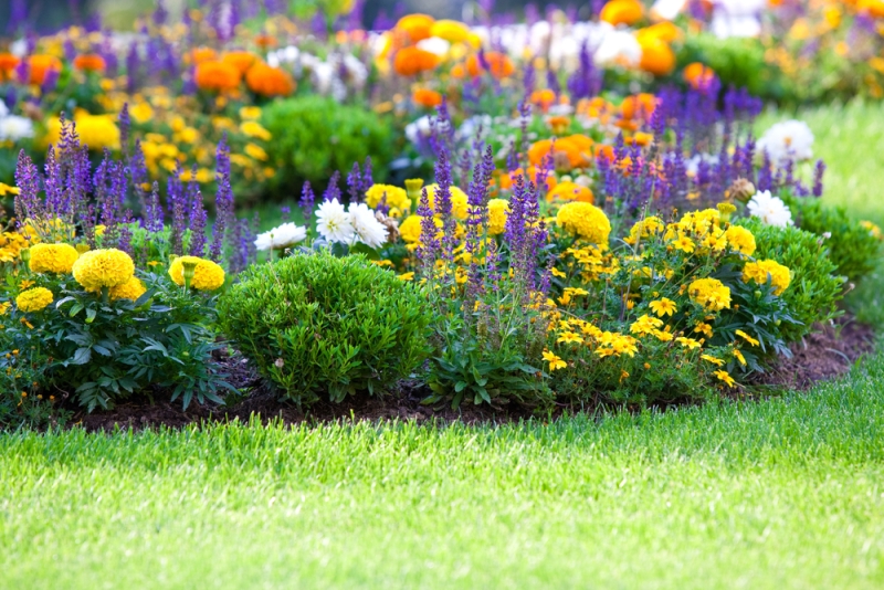 Spring Flowers for Your Garden