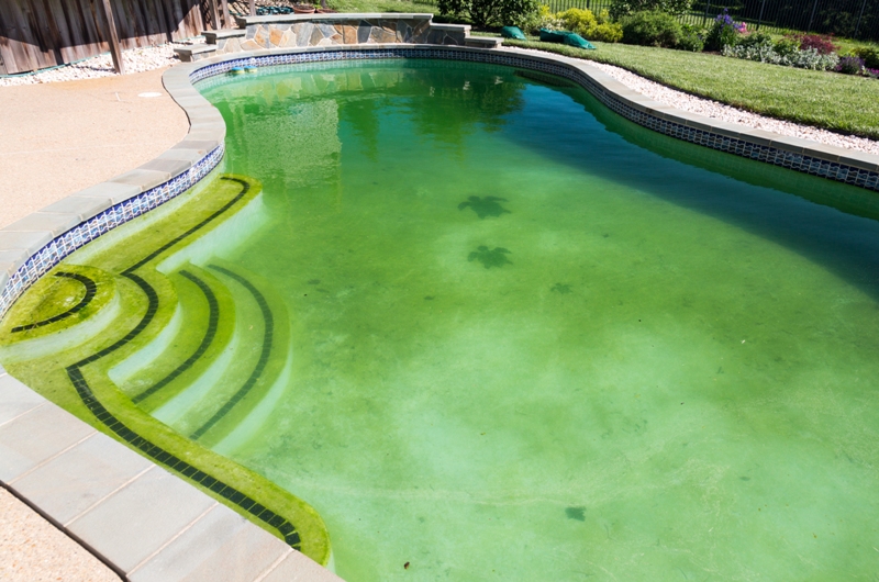 Get Rid Of Green Pool