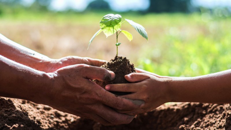 Take Care of Your Young Trees