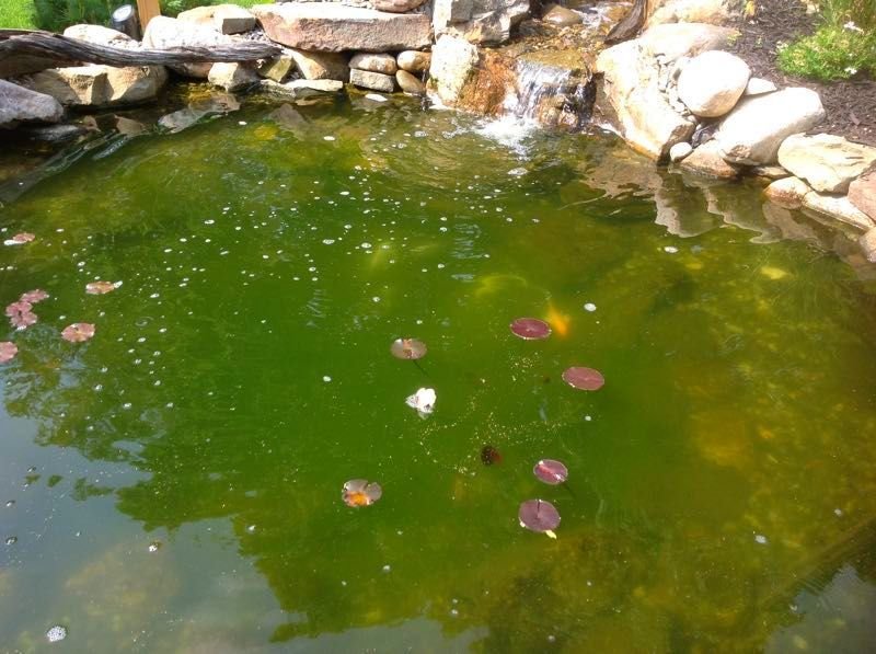4 Ways to Get Rid Of Green Pond/Pool Water » Residence Style