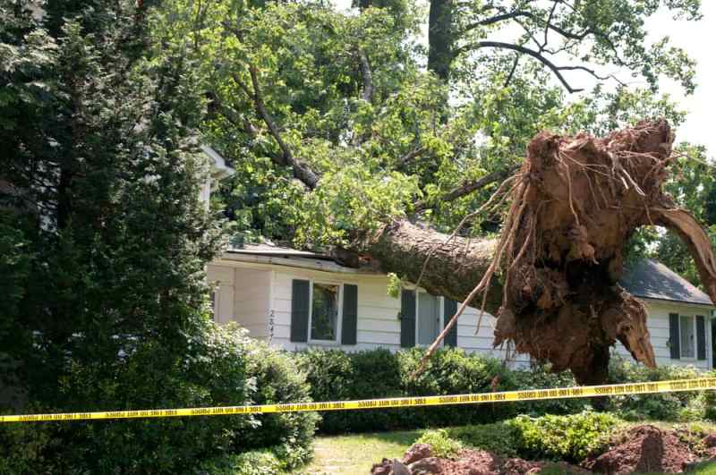 Identifying a Dangerous Tree