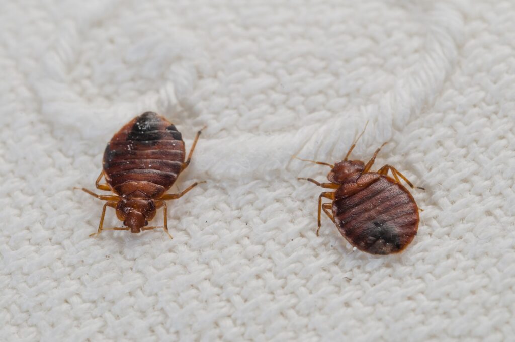Bed Bugs in Your Home