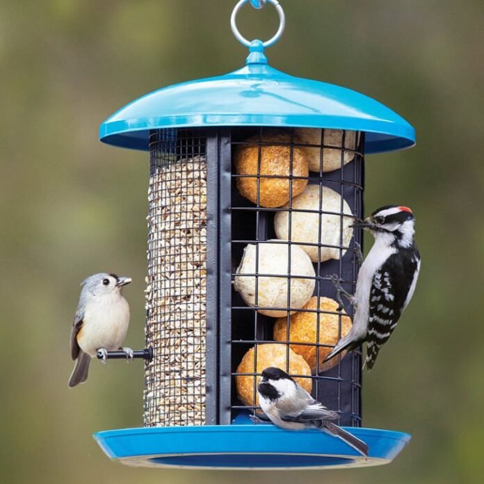 How To Attract Woodpeckers To Your Bird Feeders » Residence Style