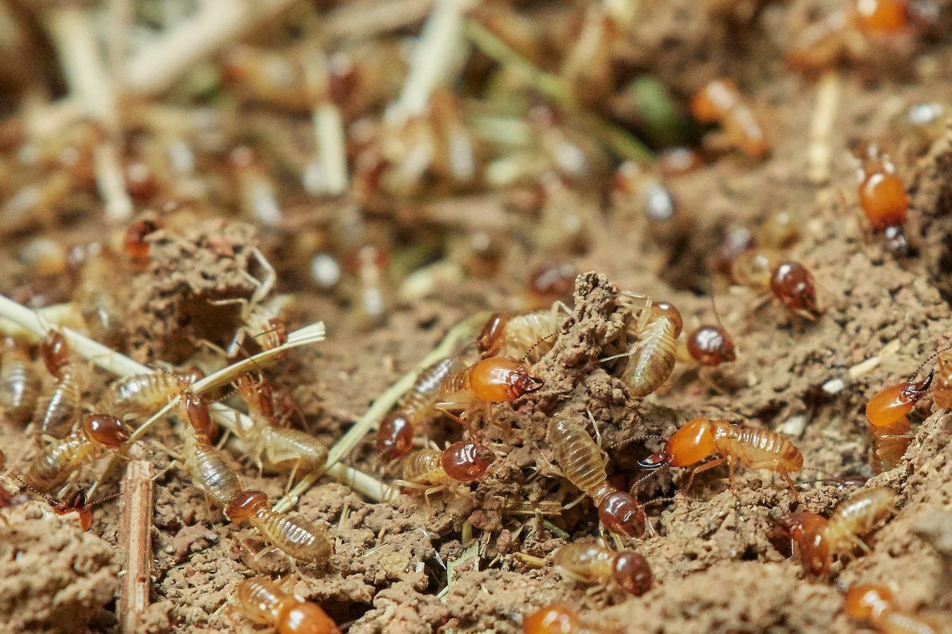 Your Garden Termite-Free