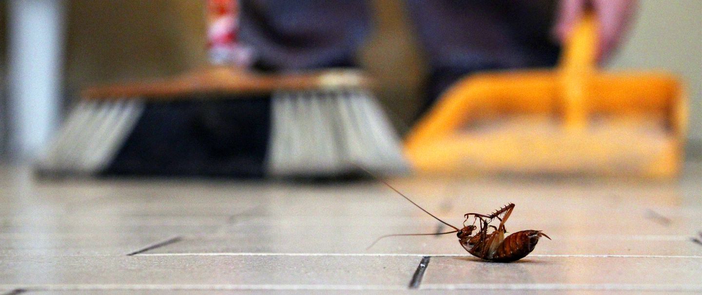 Avoid Pests From Infesting Your Home