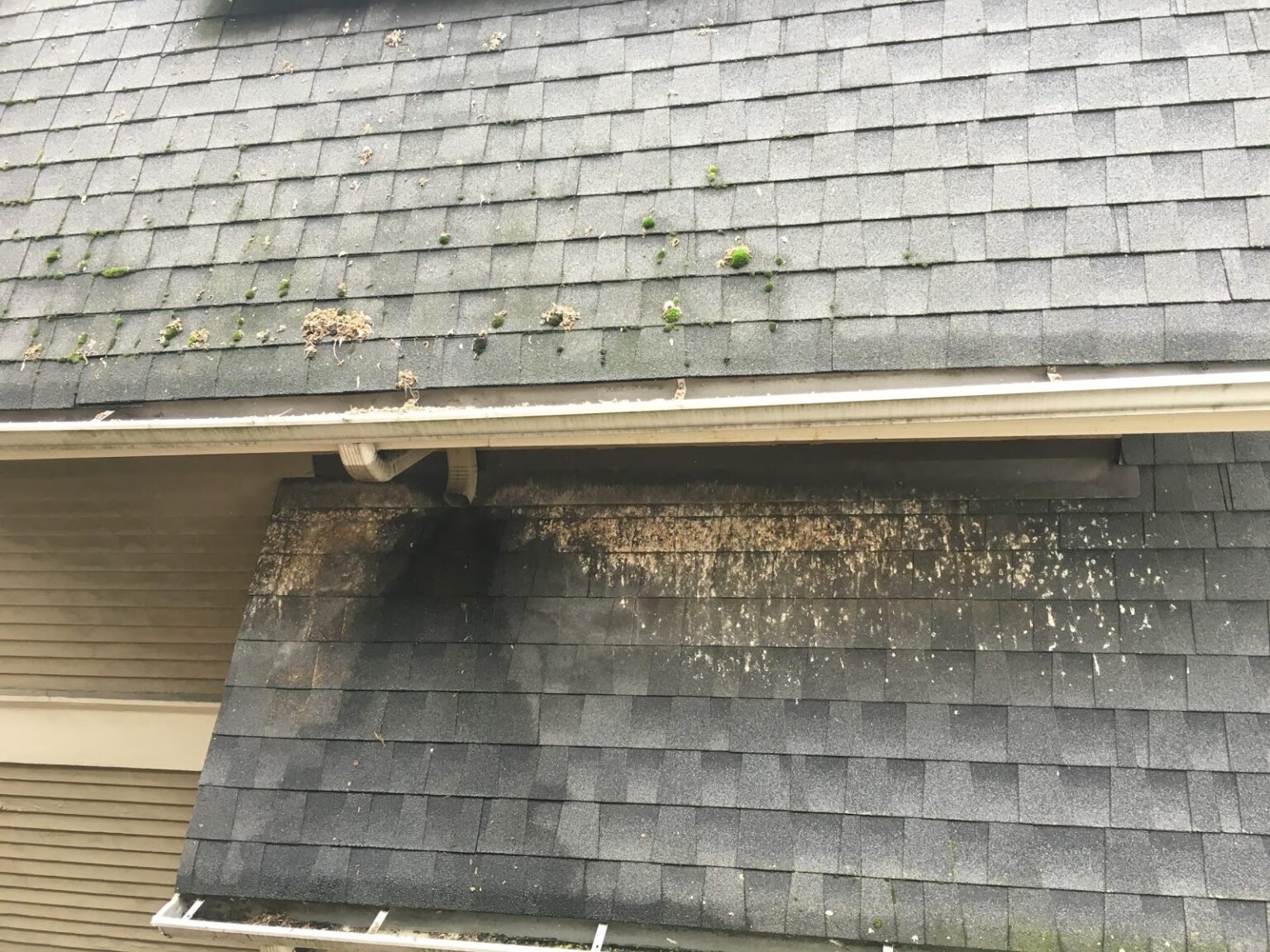 How to Protect Your House Siding From Woodpeckers » Residence Style