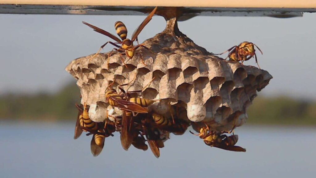 Wasp Nest Removal Tip
