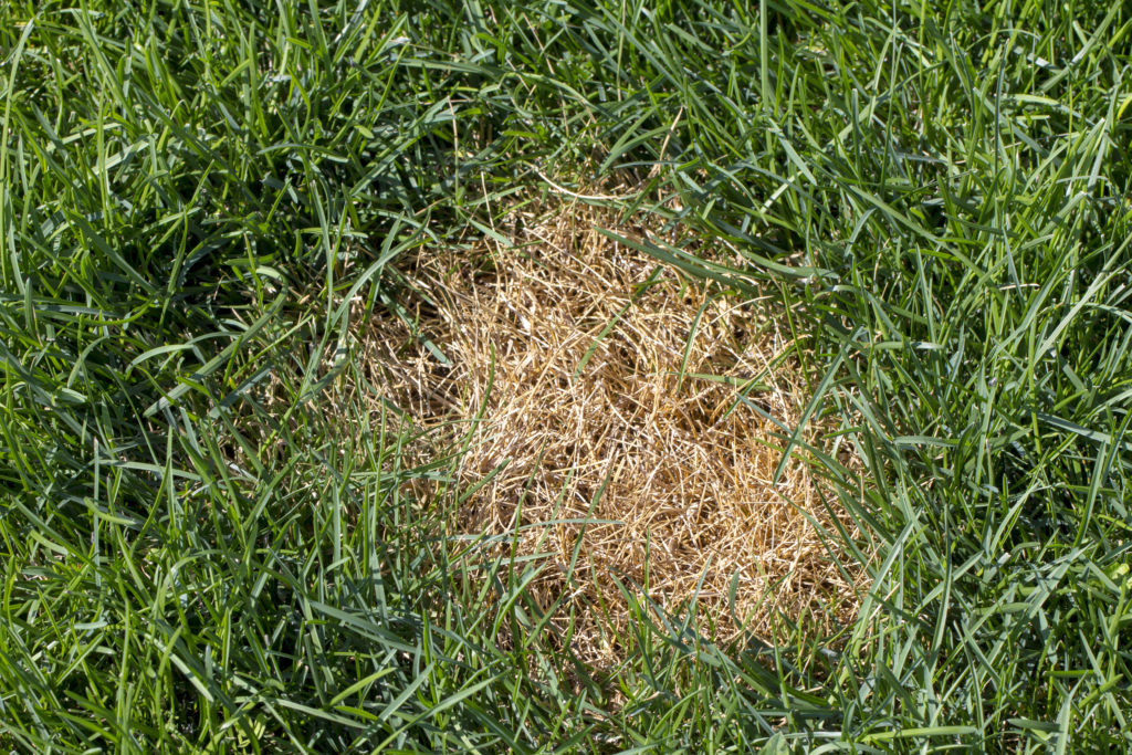 anthracnosis fungal disease of the lawn