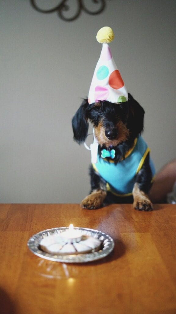 Celebrate Your Pet’s Birthday 2