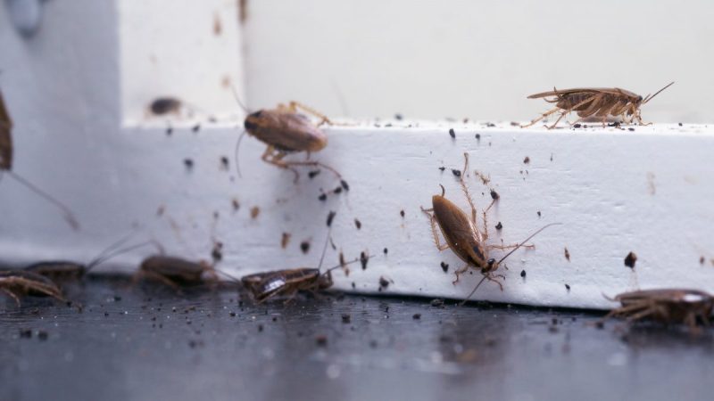 Dealing With A Cockroach Problem