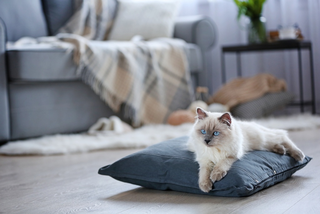 Color-point cat lying on a pillow in living room