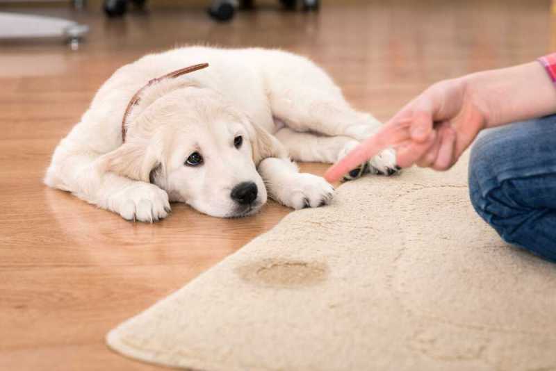 Cleaning Pet Urine from Carpet