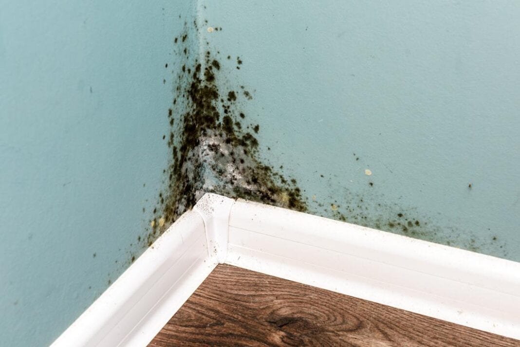 What to Do If Your House Has Mold » Residence Style