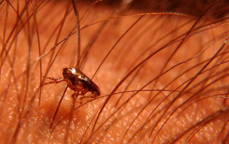 Understanding Fleas, The Diseases They Carry, And Their Effect On