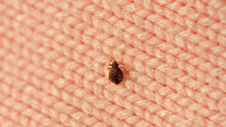 Getting Rid Of Bed Bugs1