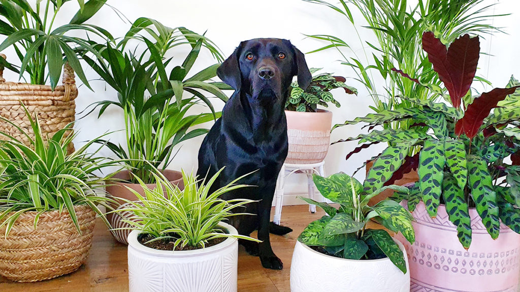 Plants That Are Dog Safe Www inf inet