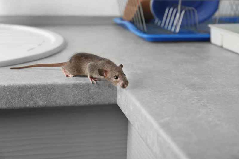 Best Rat Exterminator