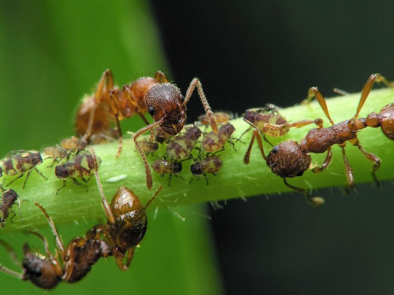 Control the Ants Present2