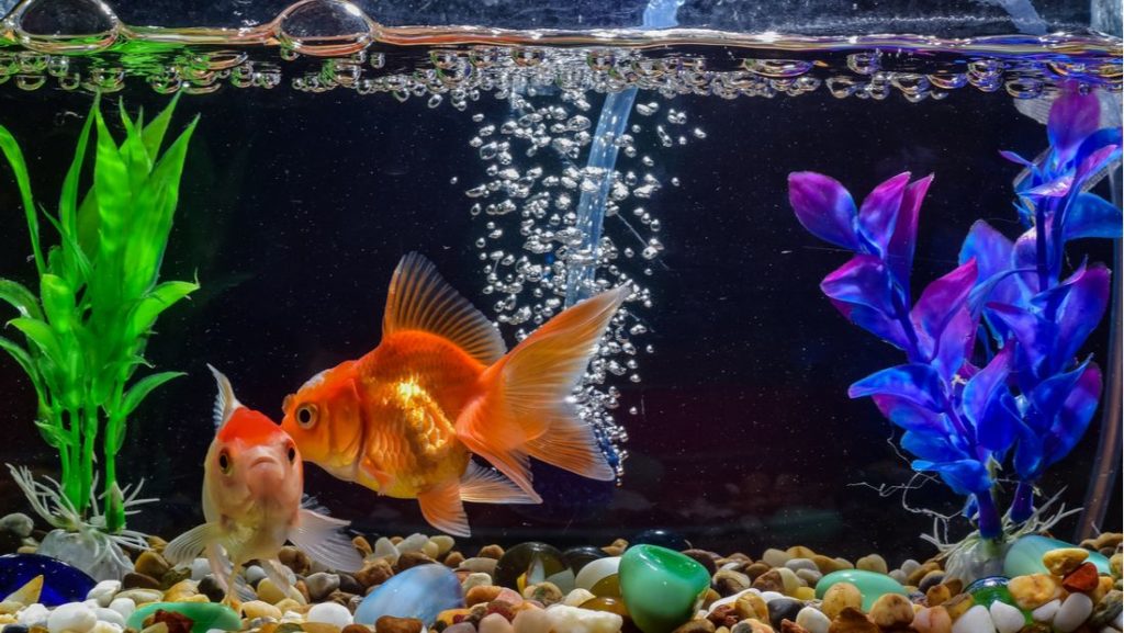 Diy Fish Tank Decorations How To Make Aquarium At Home Residence Style - Fish Aquarium Decorations Diy