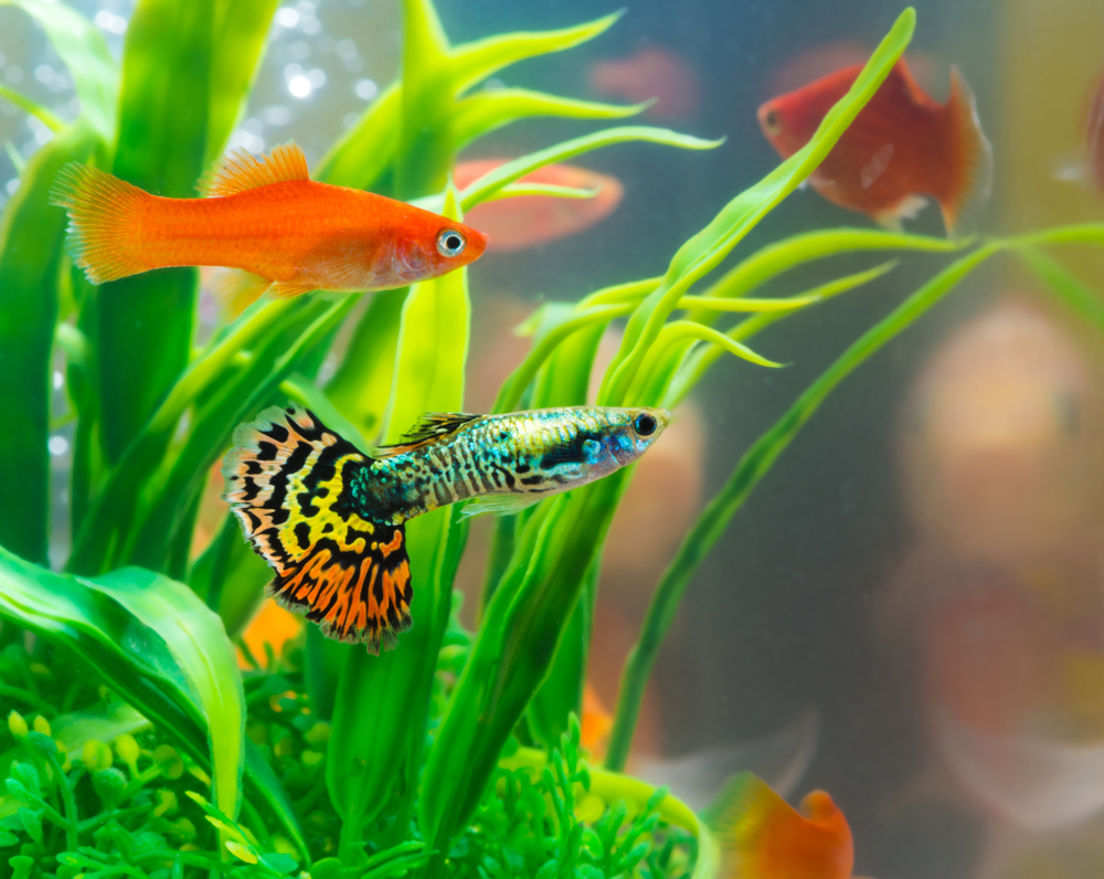 DIY Fish Tank Decorations: How to Make Aquarium Decorations at Home »  Residence Style